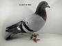 Ryszard Florek   PL-0411-20-1208   gołąb młody z linii KOOPMANA