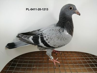 Ryszard Florek   PL-0411-20-1213,  gołąb młody,   DE  RAUW  SABLON  x  HARRY  x  YVAN