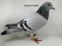 Ryszard Florek   PL-0411-20-1213,  gołąb młody,   DE  RAUW  SABLON  x  HARRY  x  YVAN