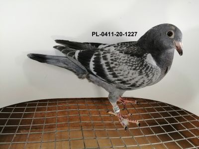 Ryszard  Florek    PL-0411-20-1227  gołąb młody,   KULBACKI  x  PRUSKI