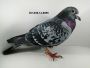 Ryszard  Florek    PL-0411-20-1227  gołąb młody,   KULBACKI  x  PRUSKI
