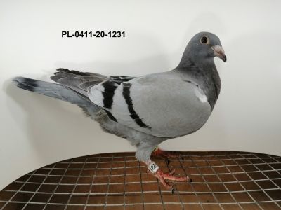 Ryszard  Florek     PL-0411-20-1231  gołąb młody,   