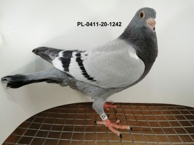 Ryszard Florek  PL-0411-20-1242,  młody gołąb,  KULBACKI  x  PRANGE/VLOEMANS