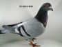 Ryszard Florek  PL-0411-20-1242,  młody gołąb,  KULBACKI  x  PRANGE/VLOEMANS