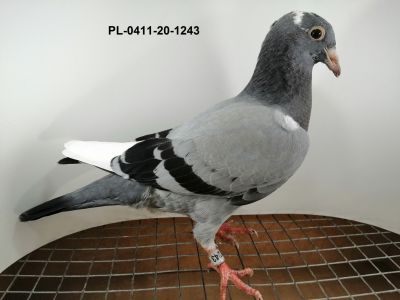 Ryszard  Florek   PL-0411-20-1243,     gołąb młody,  LINIA VANDENABEELE x KULBACKI x FLOREK