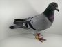 Ryszard  Florek   PL-0411-20-1243,     gołąb młody,  LINIA VANDENABEELE x KULBACKI x FLOREK
