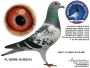 Ryszard  Florek   PL-0411-20-1243,     gołąb młody,  LINIA VANDENABEELE x KULBACKI x FLOREK