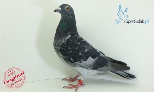 S-20-22-256 - Dariusz Bieniek