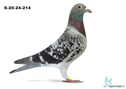 S-20-24-214