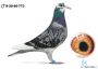 S-20-26-773   - 19 lotnik WG  -   Bieniek Family Loft