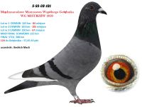 S-88-20-101 SAMICA LOTOWANA NA WG - GABY VANDENABEELE  - AUKCJA NOWOROCZNA - SAMICA