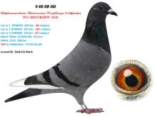 S-88-20-101 SAMICA LOTOWANA NA WG - GABY VANDENABEELE  - AUKCJA NOWOROCZNA - SAMICA