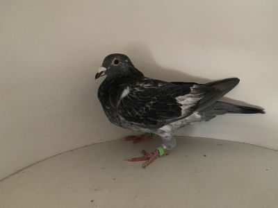 samczyk 100% Piotr Szymczak