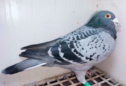 Samczyk Horemans-Ceusters z Panderosa Polska Opole.