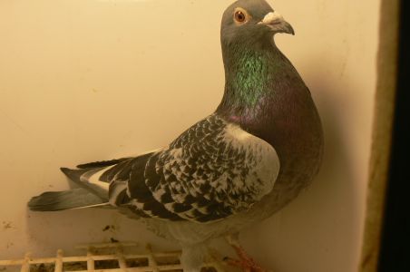 Samczyk  po lotnikach   DALEKODYSTANSOWYCH