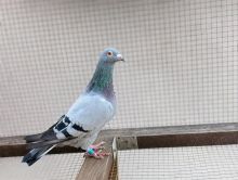 Samczyk  Vandenbrande x Schaerlaeckens  od CENTRUM HODOWLANE EUROPA