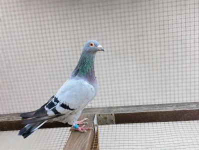 Samczyk  Vandenbrande x Schaerlaeckens  od CENTRUM HODOWLANE EUROPA