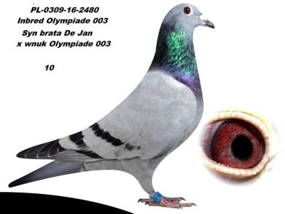 Samczyk z certyfikatem DNA Loe Horemans