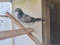 Samica 0254-25- 2387