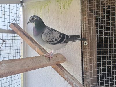 Samica 0254-25- 2387