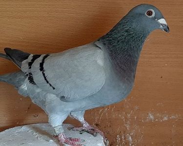 Samica 100% Ludo Claessens