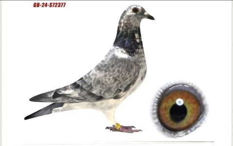 Samica Dark Pittbul x Big Mama