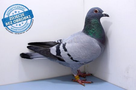 Samica DV-09715-19-1329 - WG Witnica 2020 LATO