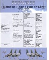 Samica imbreed Porche911