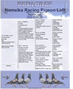 Samica imbreed Porche911