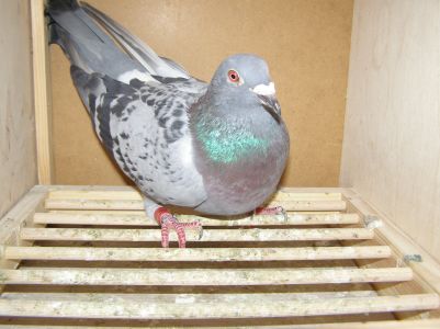 samica Janssen/De Klak , wnuczka olimpijczyka Kras 1098