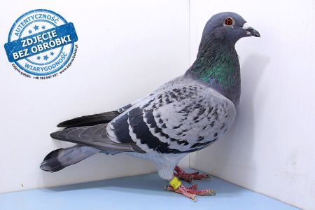 Samica PL-013-19-8209 - WG Witnica 2020 LATO