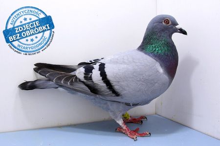 Samica PL-0367-19-7858 - WG Witnica 2020 ZIMA