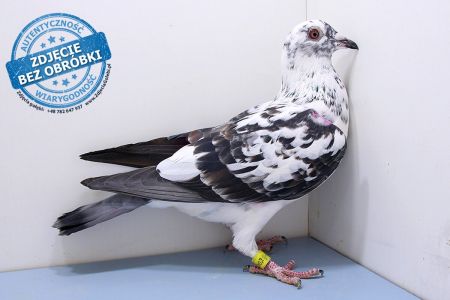 Samica PL-0439-19-4849 - WG Witnica 2020 ZIMA