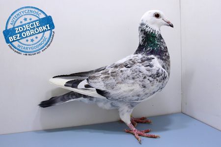 Samica PL-0453-19-1733 - WG Witnica 2020 LATO