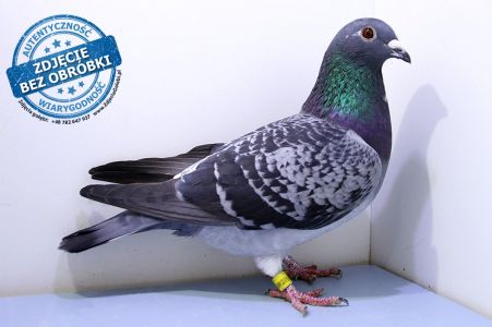 Samica PL-0453-19-8864 - WG Witnica 2020 LATO