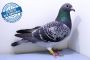 Samica PL-0453-19-8864 - WG Witnica 2020 LATO