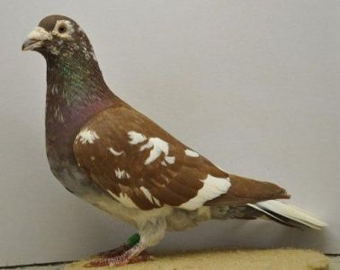 Samiec Meulemans
