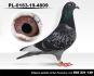 Samiec PL-017-23-9136 Inbred 808 x Linia Szarka