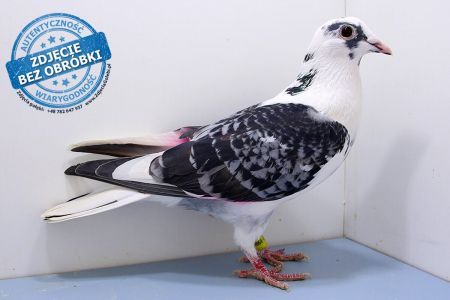 Samiec PL-0439-19-4864 - WG Witnica 2020 ZIMA