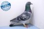 Samiec PL-0453-19-8858 - WG Witnica 2020 LATO