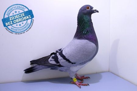 Samiec PL-0480-19-4132 - WG Witnica 2020 LATO