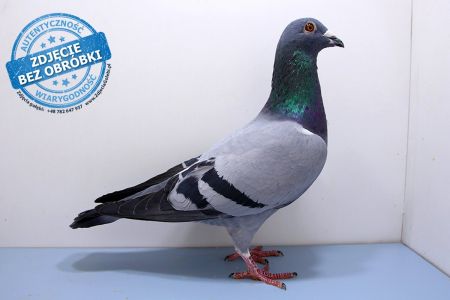 Samiec PL-083-19-7221 - WG Witnica 2020 LATO