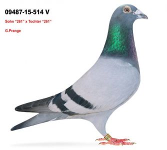 Samiec Podwójny wnuk 