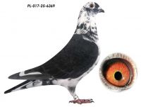 Scherens Vangramberen x L.B.J.Geerinckx