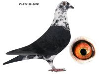 Scherens Vangramberen x L.B.J.Geerinckx