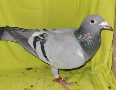 SK-01107-22-490 ORG. R. i J. PONISTIAK