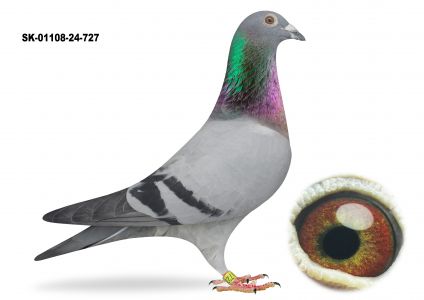 SK-01108-24-727  - TYLKO OPCJA - KUP TERAZ - BEZ LICYTACJI