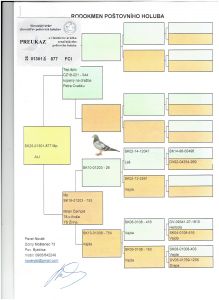SK-01301-25-877-ALI OLR Talent Quatro Šternberk 2025 - LOT NARODOWY BRUKSELA 2025 - 1 GOŁĄB 1033 km