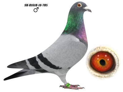 SK-01610-18-705