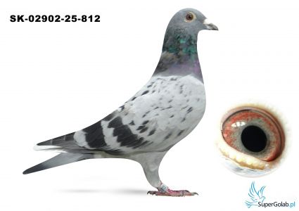 SK-02902-25-812  wnuk DAKARA